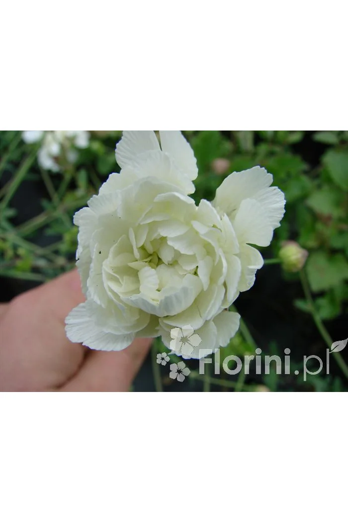 Lepnica nadmorska 'Flore Pleno' Silene uniflora