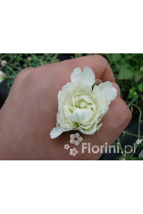 Lepnica nadmorska 'Flore Pleno' Silene uniflora