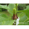 Lulecznica kraińska Scopolia carniolica