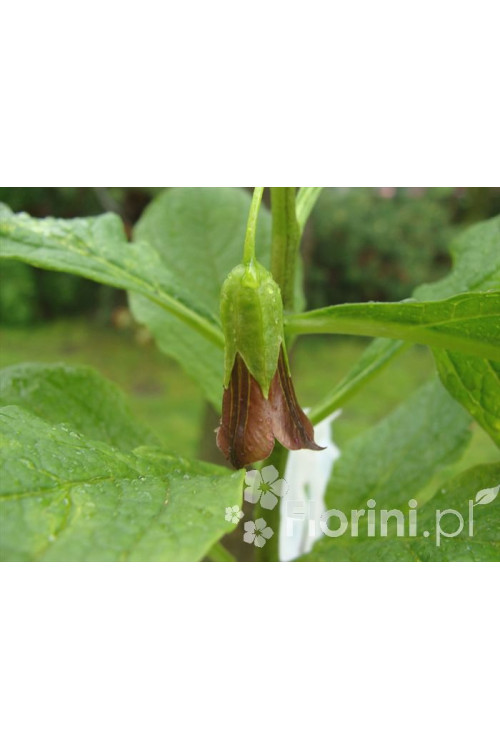 Lulecznica kraińska Scopolia carniolica