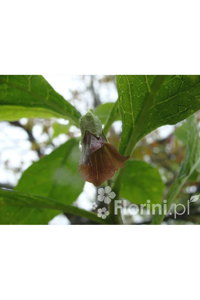 Lulecznica kraińska Scopolia carniolica