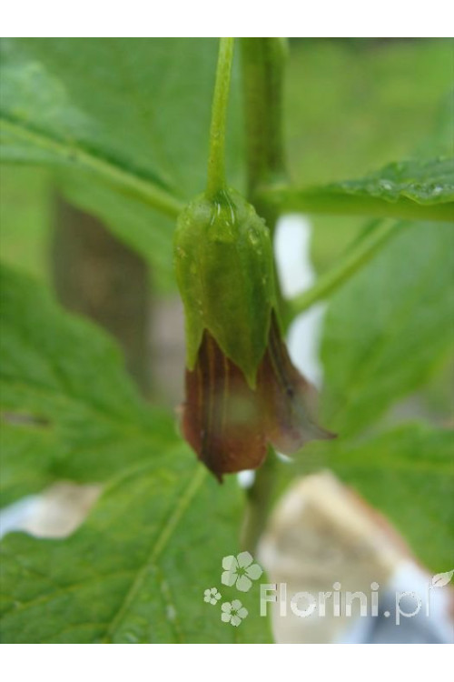 Lulecznica kraińska Scopolia carniolica