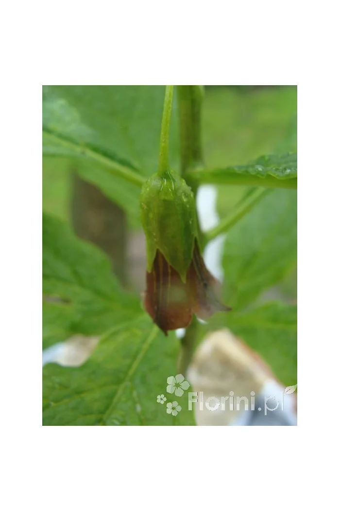 Lulecznica kraińska Scopolia carniolica