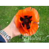 Mak wschodni Papaver orientale