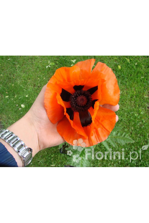 Mak wschodni Papaver orientale