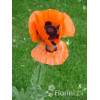 Mak wschodni Papaver orientale
