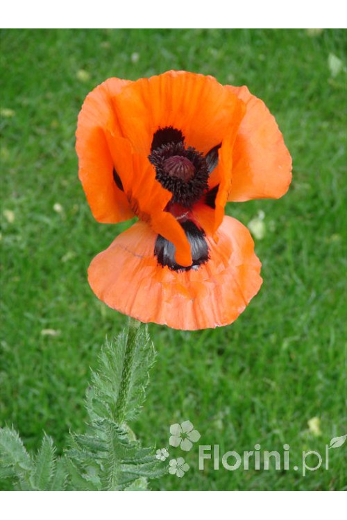 Mak wschodni Papaver orientale