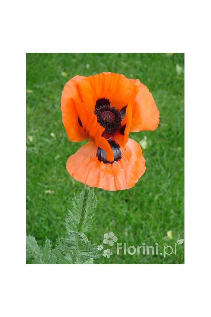 Mak wschodni Papaver orientale