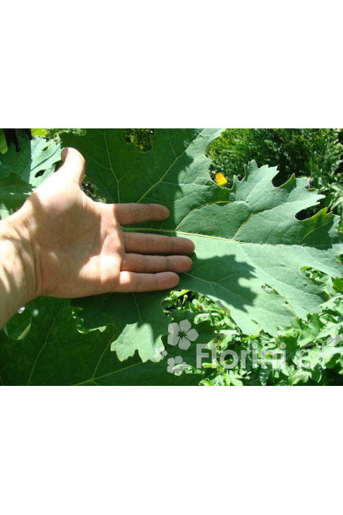 Makleja (Bokkonia sercowata) Macleaya cordata