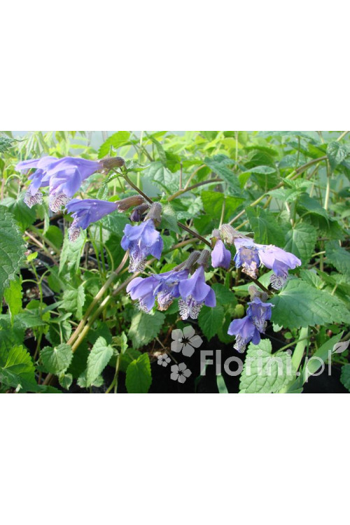 Mehania Meehania urticifolia