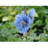 Mekonops Meconopsis horridula