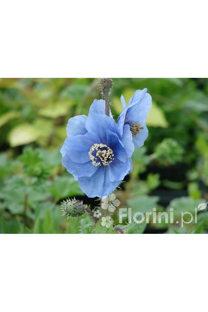 Mekonops Meconopsis horridula