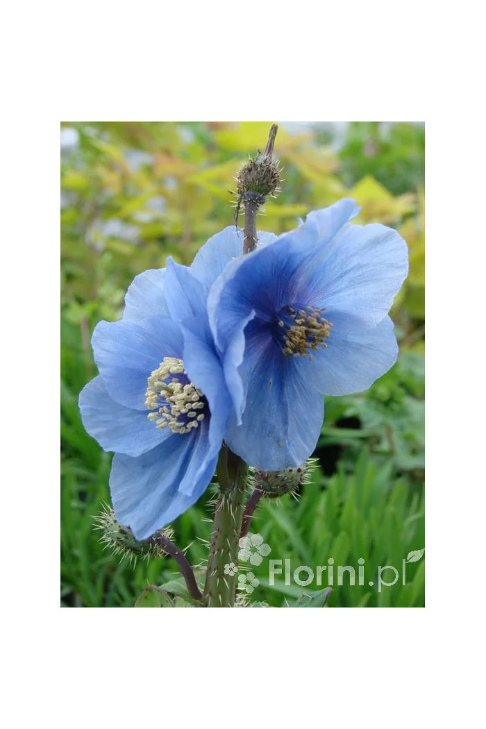 Mekonops Meconopsis horridula