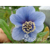 Mekonops Meconopsis horridula