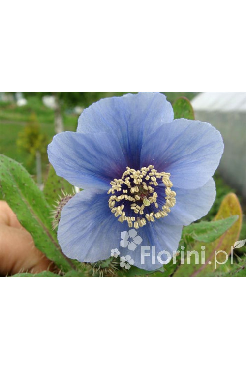 Mekonops Meconopsis horridula