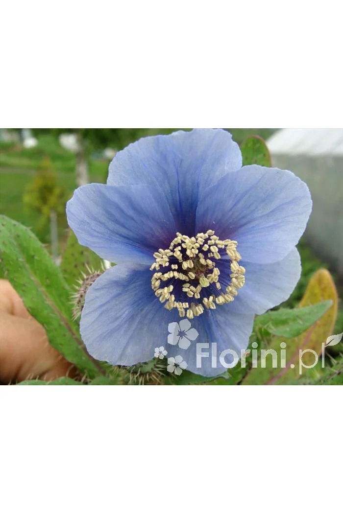 Mekonops Meconopsis horridula