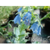 Mertensja nadmorska Mertensia maritima