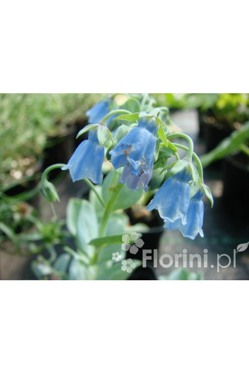 Mertensja nadmorska Mertensia maritima