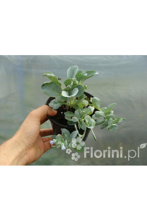 Mertensja nadmorska Mertensia maritima