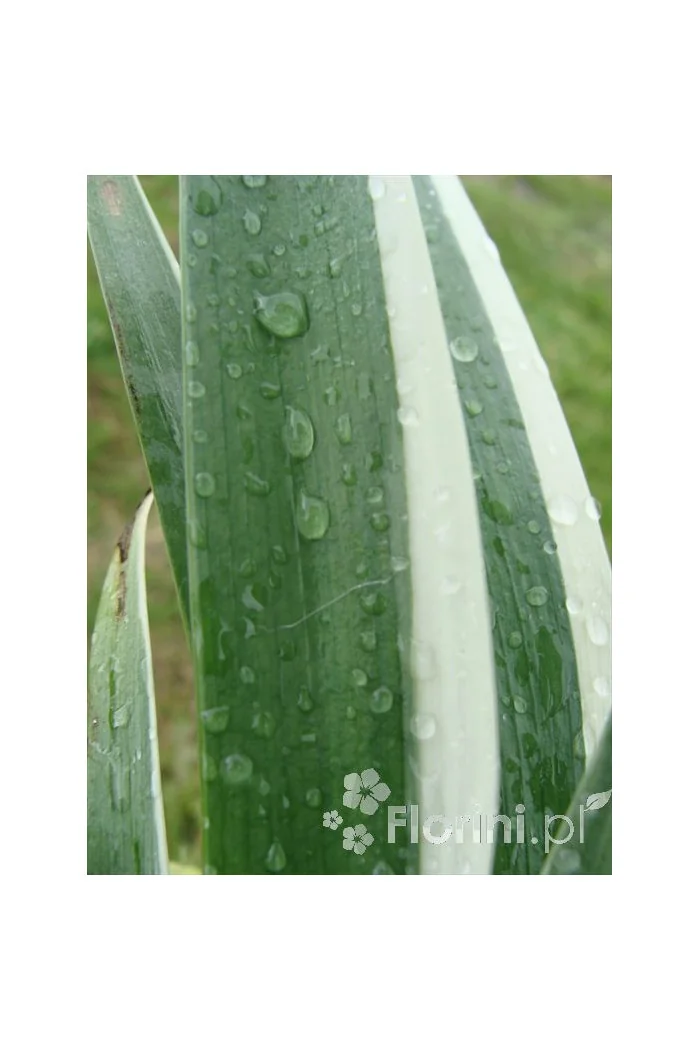 Miecznica szerokolistna 'Variegata' Sisyrynchium striatum
