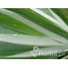 Miecznica szerokolistna 'Variegata' Sisyrynchium striatum