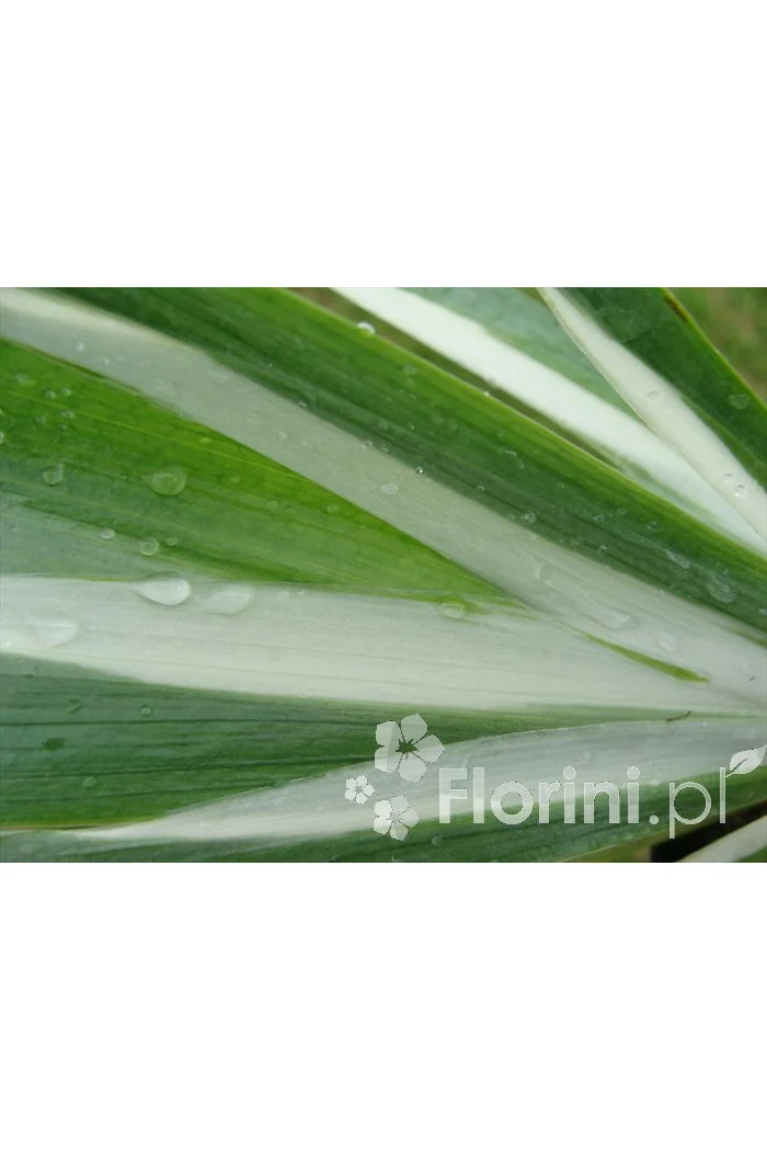 Miecznica szerokolistna 'Variegata' Sisyrynchium striatum
