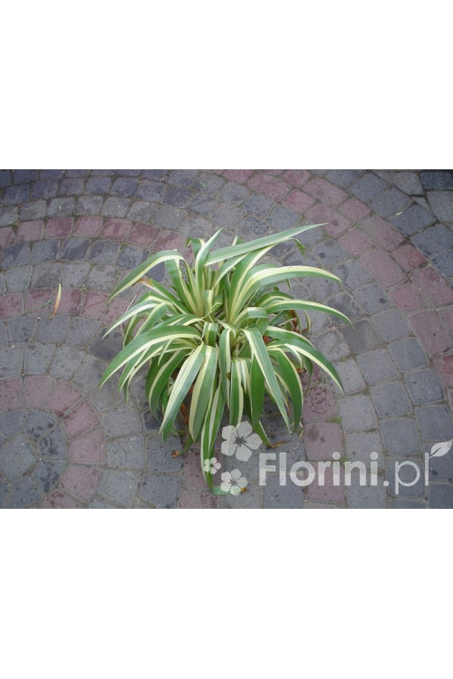 Miecznica szerokolistna 'Variegata' Sisyrynchium striatum