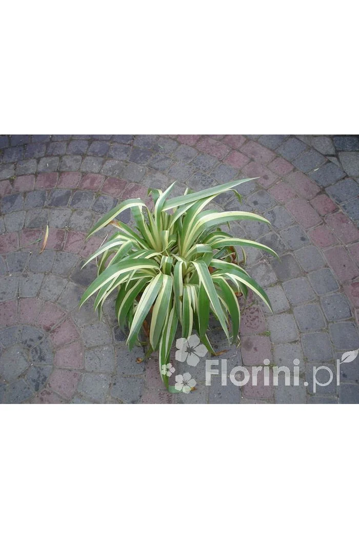 Miecznica szerokolistna 'Variegata' Sisyrynchium striatum