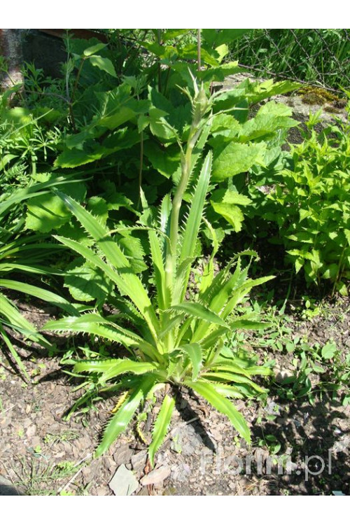 Mikołajek agawolistny Eryngium agavifolium