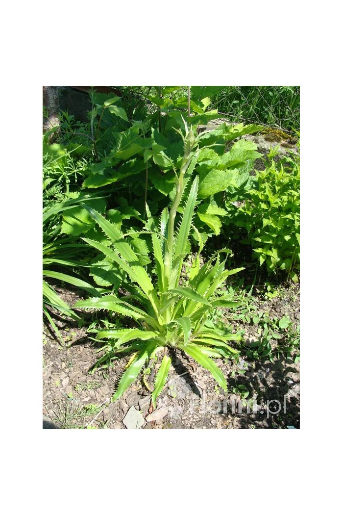 Mikołajek agawolistny Eryngium agavifolium