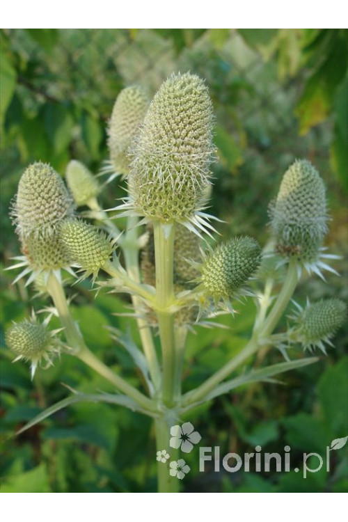 Mikołajek agawolistny Eryngium agavifolium