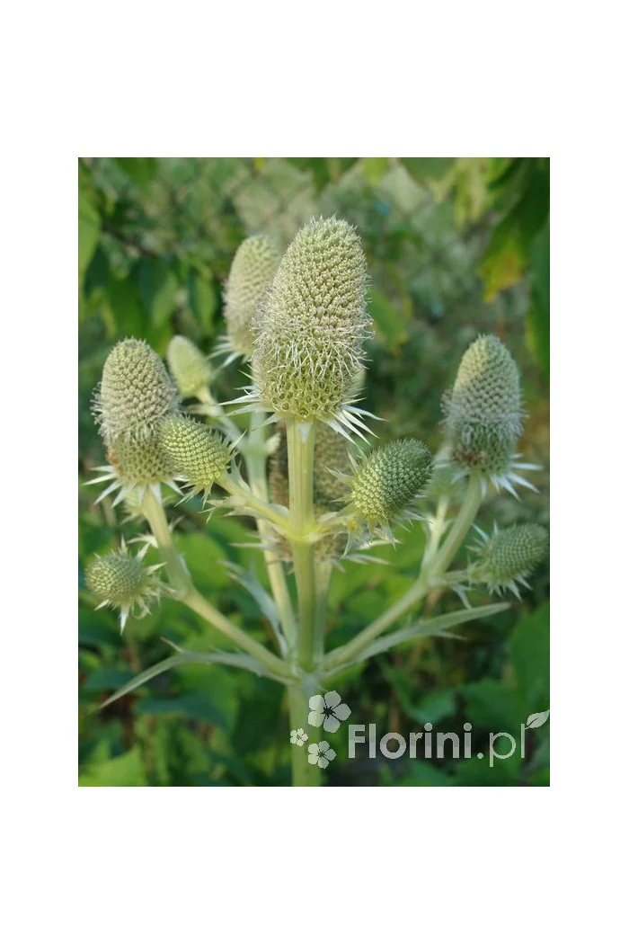 Mikołajek agawolistny Eryngium agavifolium