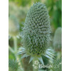 Mikołajek agawolistny Eryngium agavifolium