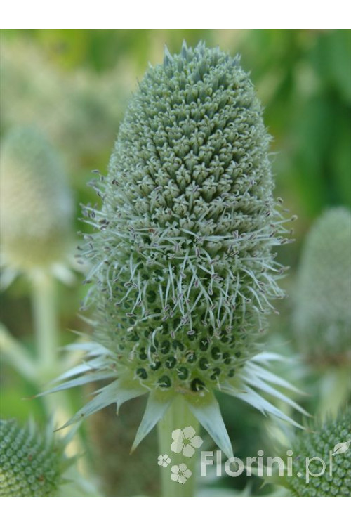 Mikołajek agawolistny Eryngium agavifolium