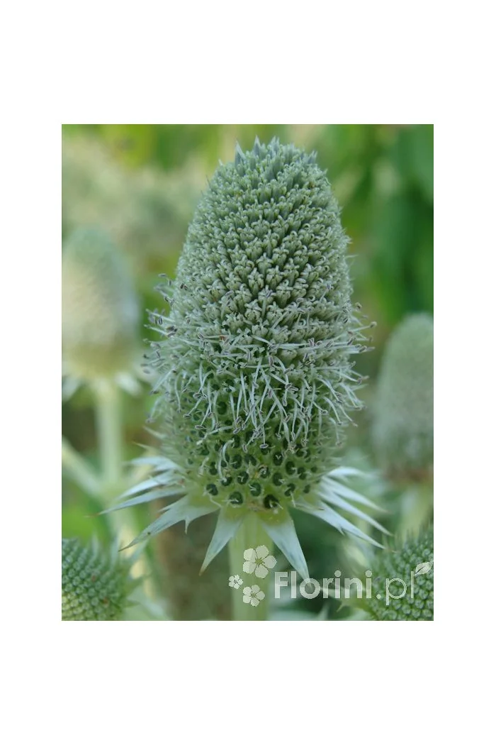 Mikołajek agawolistny Eryngium agavifolium