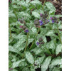Miodunka 'Mountain Magic' Pulmonaria