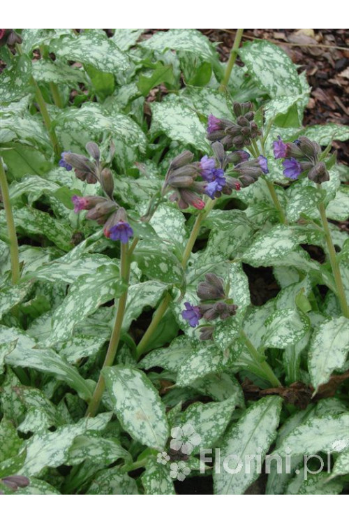 Miodunka 'Mountain Magic' Pulmonaria