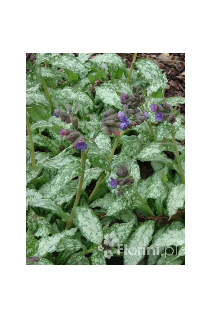 Miodunka 'Mountain Magic' Pulmonaria