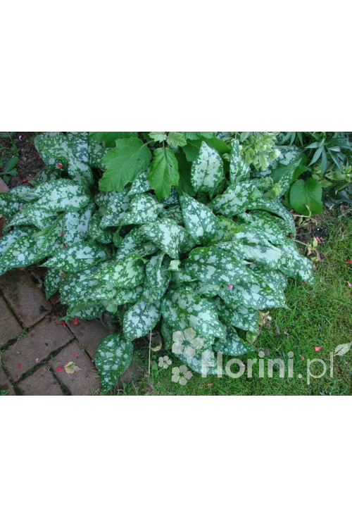 Miodunka 'Mountain Magic' Pulmonaria
