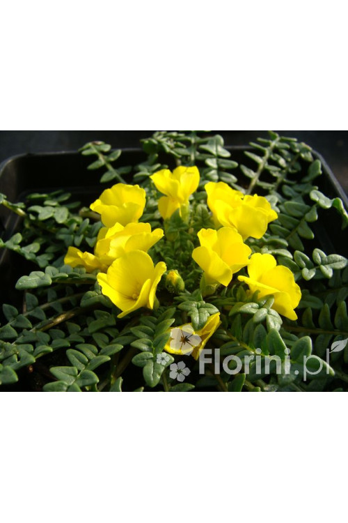 Morizja Morisia monathos