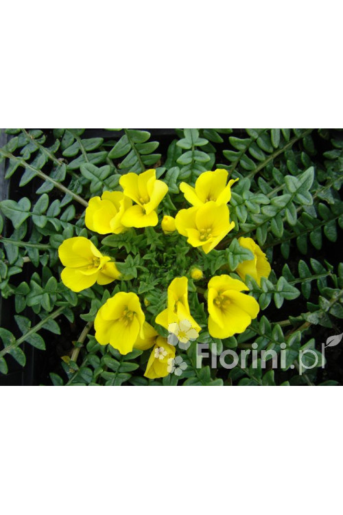 Morizja Morisia monathos