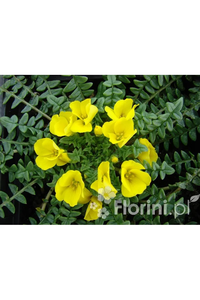 Morizja Morisia monathos