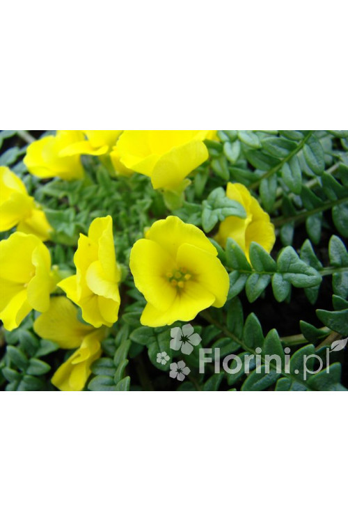 Morizja Morisia monathos