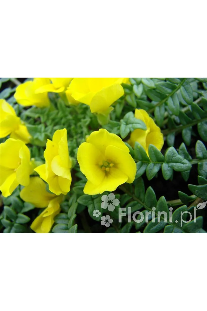 Morizja Morisia monathos