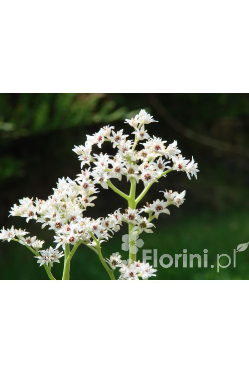 Mukdenia Rossa Aceriphyllum rossi