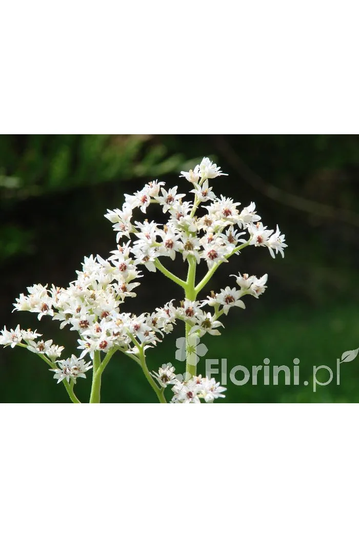 Mukdenia Rossa Aceriphyllum rossi