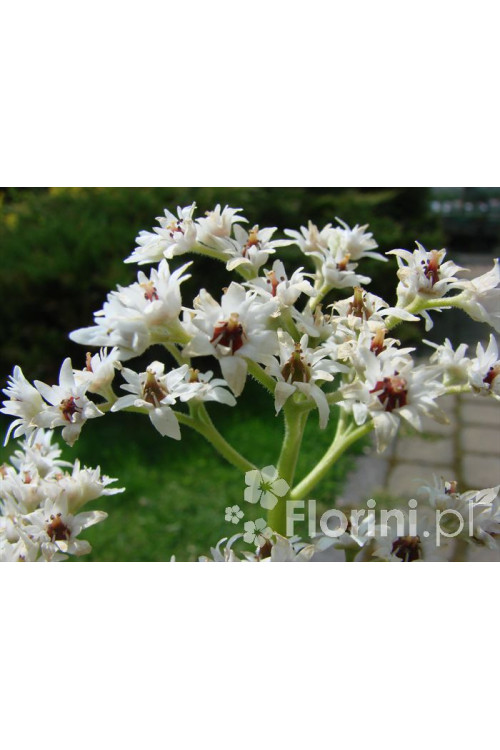 Mukdenia Rossa Aceriphyllum rossi