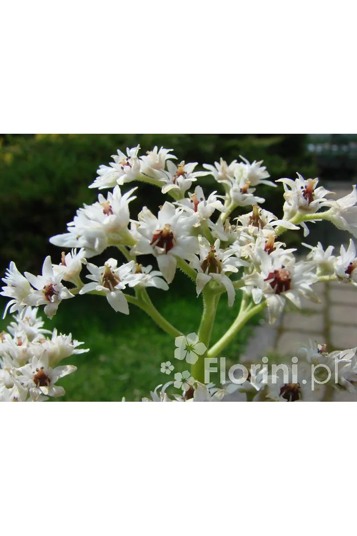 Mukdenia Rossa Aceriphyllum rossi