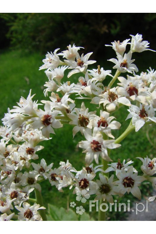 Mukdenia Rossa Aceriphyllum rossi