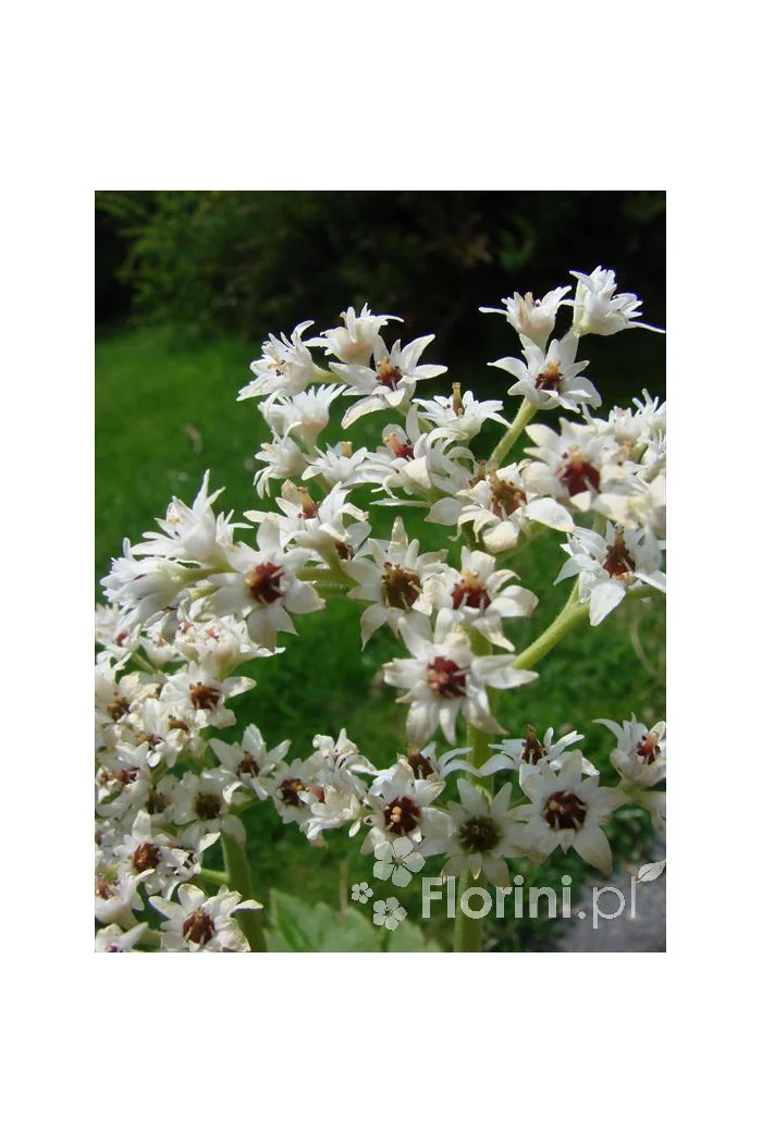 Mukdenia Rossa Aceriphyllum rossi